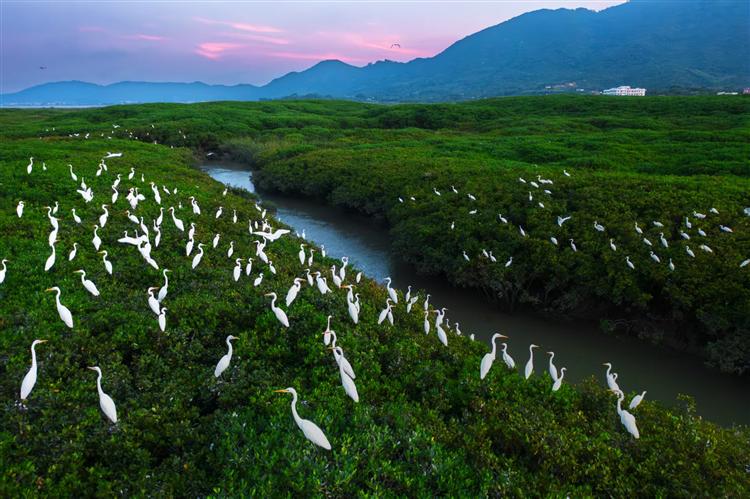 美丽中国行《发现之旅》：山海之间，潮汐中的森林